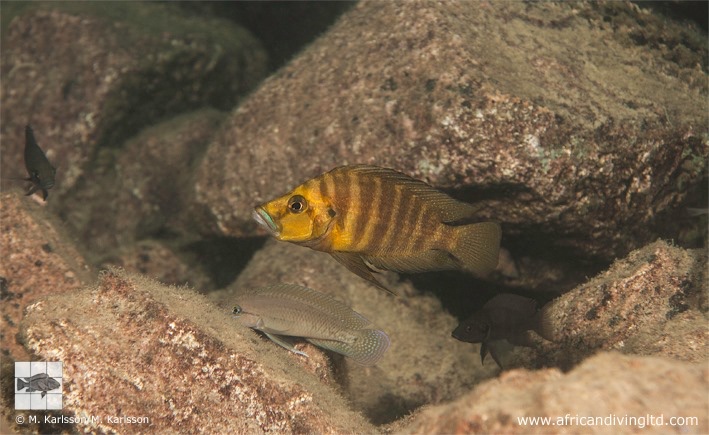 Altolamprologus compressiceps 'Muzi'